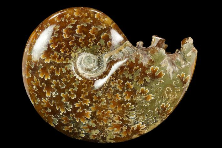 Polished, Agatized Ammonite (Cleoniceras) - Madagascar #117390